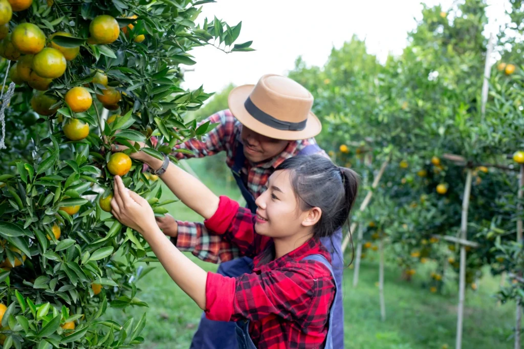 gaji petik buah di Australia 